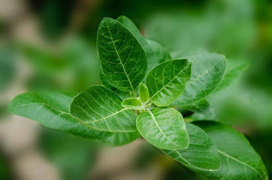 Ashwagandha : Découvrez ses Bienfaits pour la Santé et ses Utilisations - Suplemint