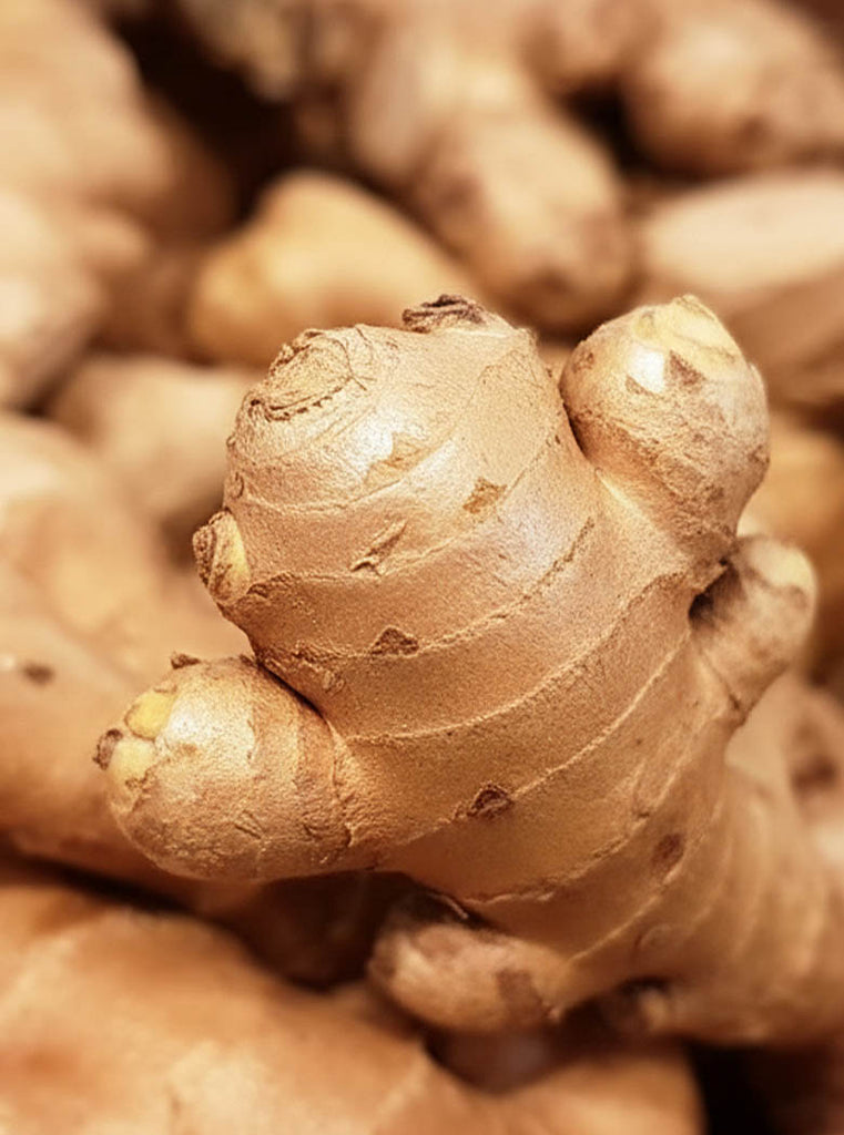 Enzymes digestives & gingembre