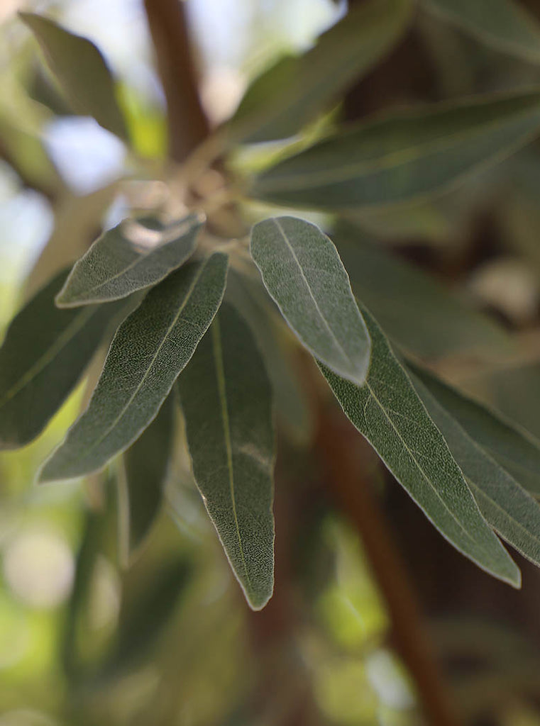 Feuille d’olivier