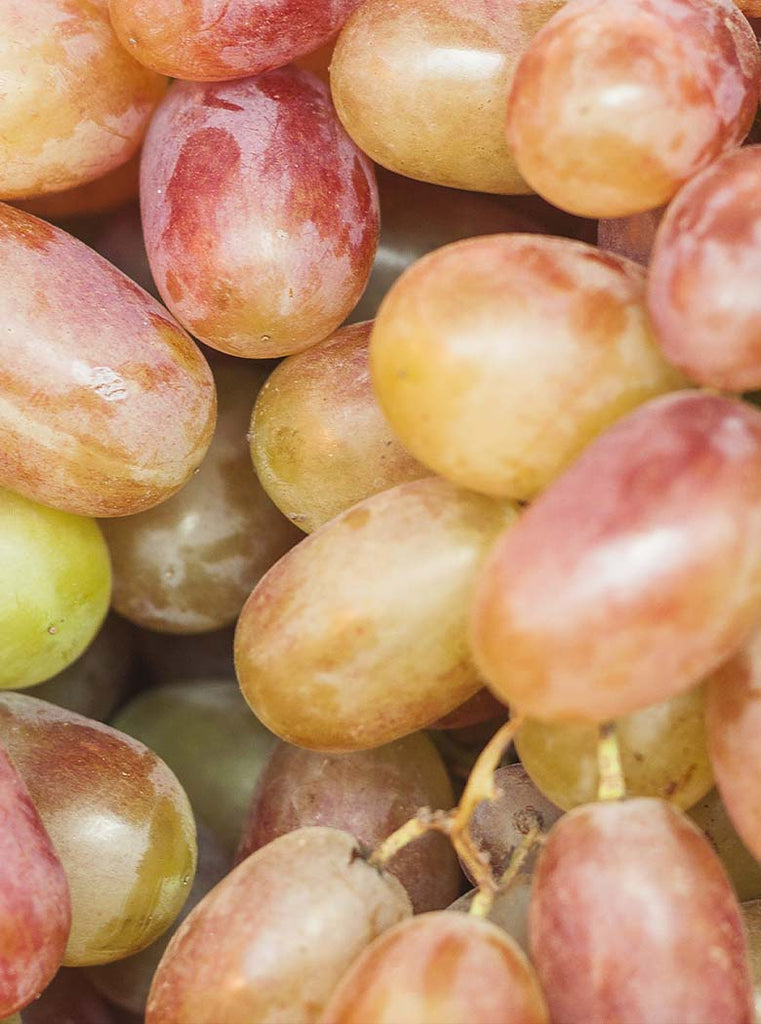 Extrait de pépin de raisin